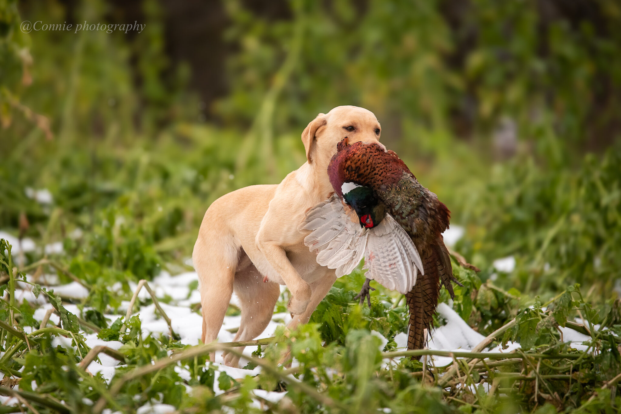 Yellow labrador is retrieving a pheasant