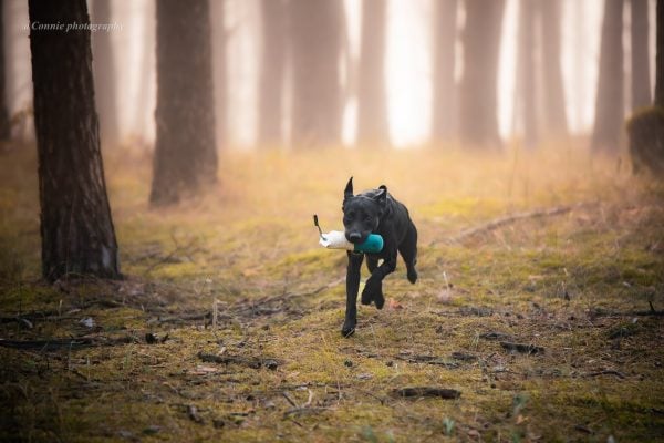 Black labrador is retrieving a dummy
