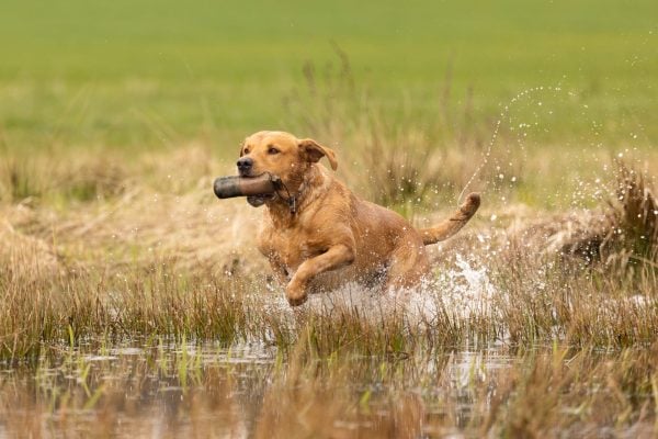 Yellow labrador is retrieving dummy