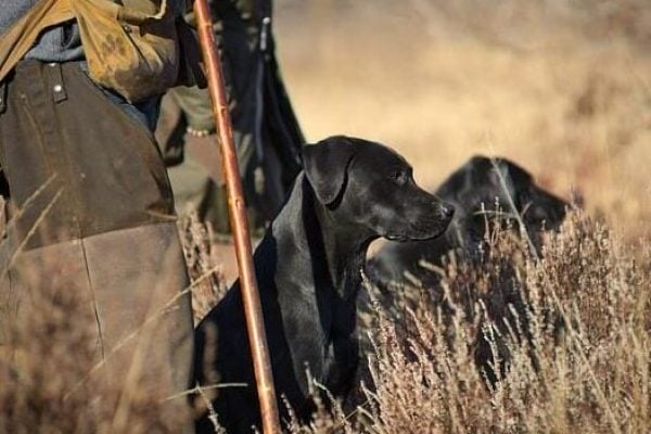 A Group Of Black Labrador Retrievers Sitting Besides Hunters